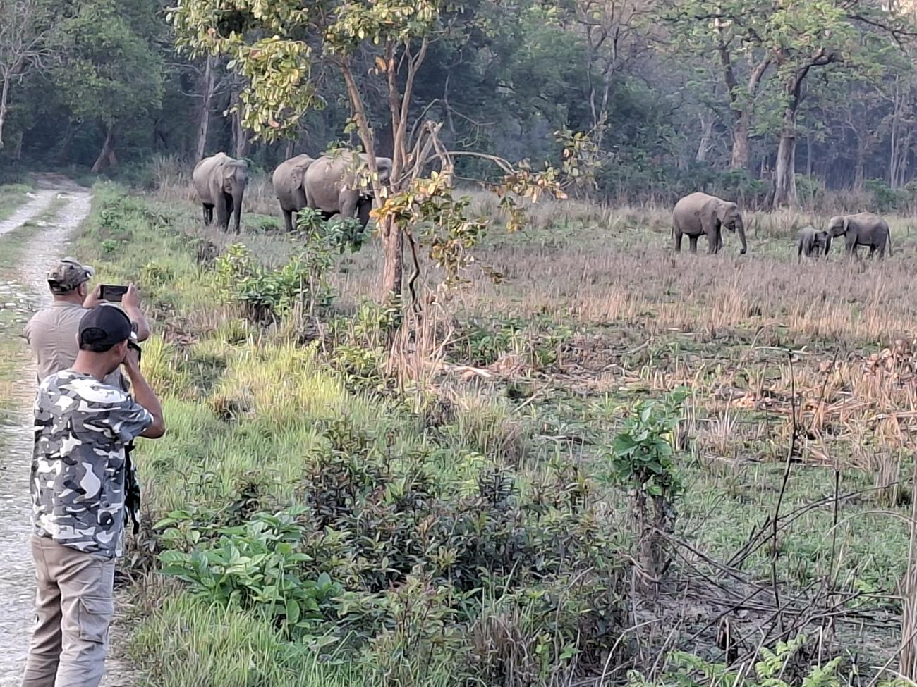 Group of elephants and people taking pictures of them in Nepal
